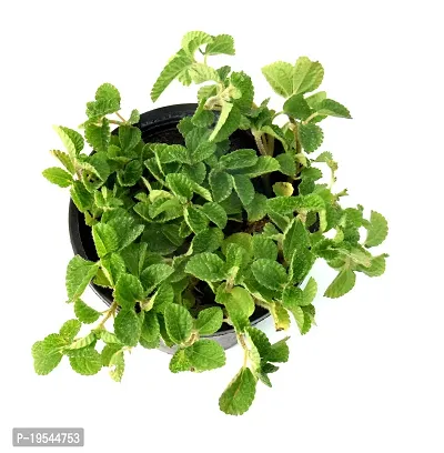 Mentha piperita (Mint) Pudina Live Plant By Veryhom-thumb2