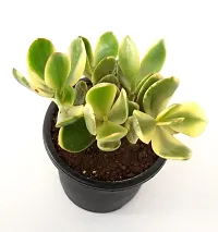 Rare Crassula Ovata Jade Plant Money Plant variegated (Good Luck Vastu Plant) by Veryhom-thumb3