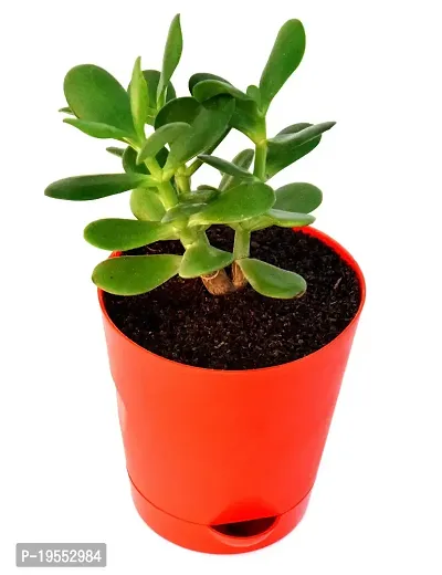Veryhom Original Crassula Ovata Jade Plant with Self Watering Pot Feng Shui Good Luck Plant