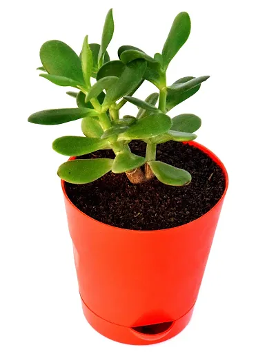 Best Selling Plant & Planters 