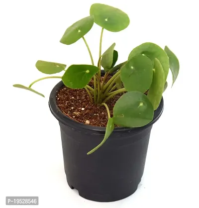 Chinese Money Plant/ Pilea peperomioides Live Plant By Veryhom-thumb0