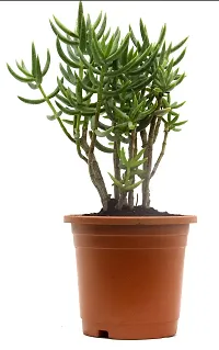 Crassula Tetragona Miniature Pine Jade plant By Veryhom-thumb2