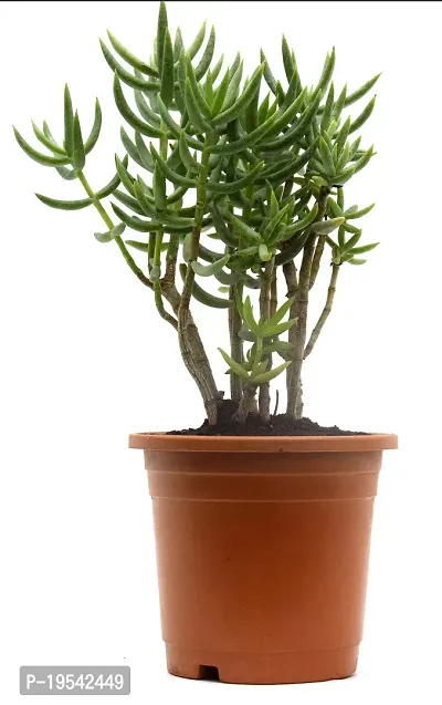 Crassula Tetragona Miniature Pine Jade plant By Veryhom-thumb3