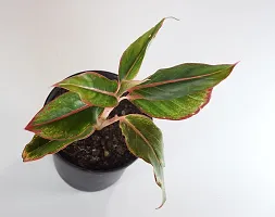 Chinese evergreens, Aglaonema Crete by India Gardening-thumb3