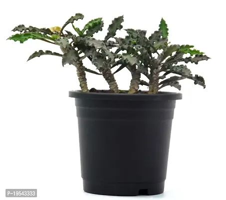 Rare Euphorbia Decaryi Succulent spurge Live Plant by Veryhom-thumb0