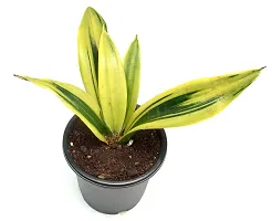 Sansevieria trifasciata ?Mother-in-law?s Tongue? Snake Plant by Veryhom-thumb1