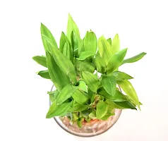 Vh Veryhom Lucky Bamboo 3 Layer Plant For Vastu And Feng Shui By Veryhom-thumb1