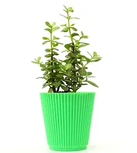 Jade Plant (Mini), Dwarf Jade in Beautiful Pot By Veryhom-thumb1