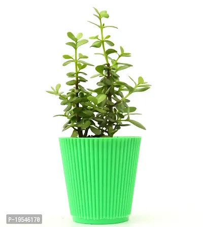 Jade Plant (Mini), Dwarf Jade in Beautiful Pot By Veryhom-thumb2