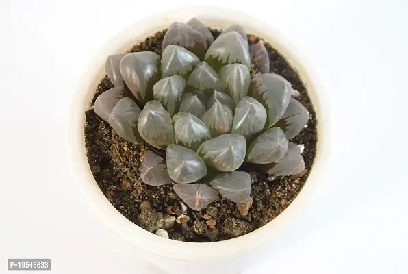 India Gardening Haworthia Cooperi Succulent Live Plant By India Gardening