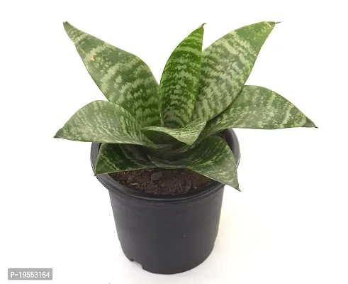 Sensevieria Air Purifier Snake Plant by Veryhom