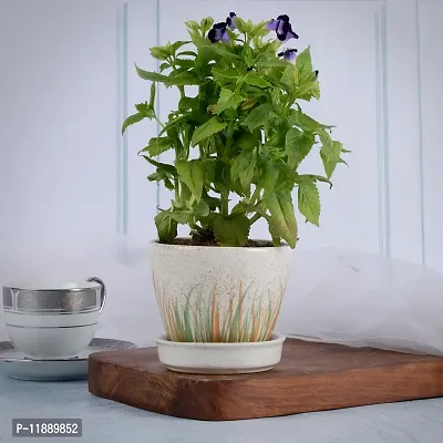 Kraftlik Handicrafts Planter with Bottom Tray | Ceramic Table Top Planter Pot with Drainage Plate | Flower Pot | Unique Quality for Home D?cor Center Table Side Corners Decoration Party Centerpieces-thumb0