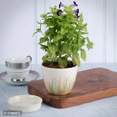 Kraftlik Handicrafts Planter with Bottom Tray | Ceramic Table Top Planter Pot with Drainage Plate | Flower Pot | Unique Quality for Home D?cor Center Table Side Corners Decoration Party Centerpieces-thumb5