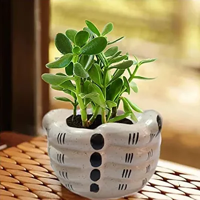 Kraftlik Handicrafts Ceramic Plant Container | Flower Pot | Gamla | Planter Pot Classy Ceramic Pot for Indoor Outdoor Home, Garden Decor Balcony Flower Hand Shape