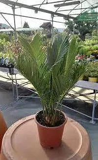 Cycas palm plant-thumb2