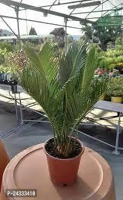 Cycas palm plant-thumb3