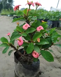 Euphorbia Milii Pink AGZQ07-thumb2