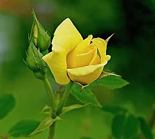 Yellow Rose Plant AG002-thumb1