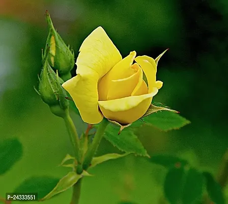 Yellow Rose Plant AG002-thumb2