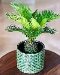 Cycas palm plant-thumb1