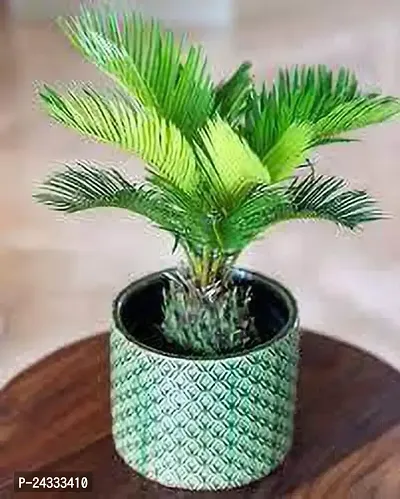 Cycas palm plant-thumb2