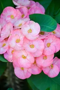 Euphorbia Milii Pink AGZQ07-thumb1