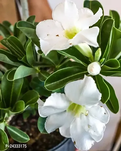 Adenium(Model name-White Adenium) plant-thumb0