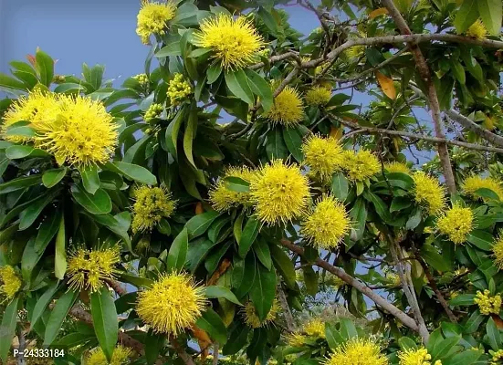 Yellow Paradise Flowers Plant-thumb0