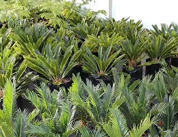 Cycas palm plant-thumb3