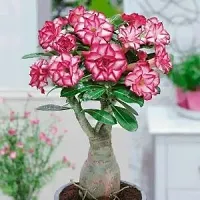 Adenium Obesum plant-thumb1