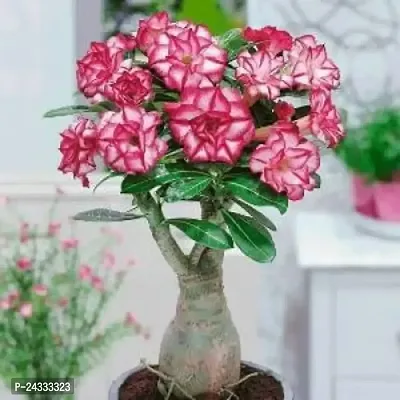 Adenium Obesum plant-thumb2