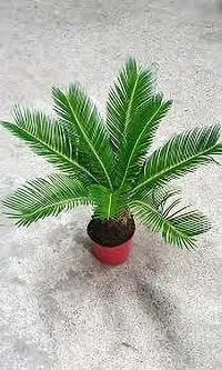 Cycas palm plant-thumb4