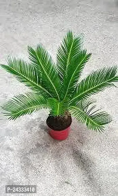 Cycas palm plant-thumb5