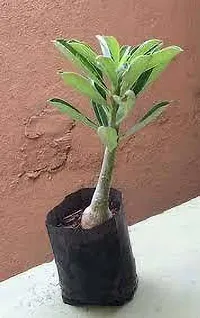 Adenium Obesum plant-thumb4