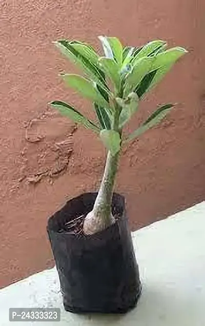 Adenium Obesum plant-thumb5