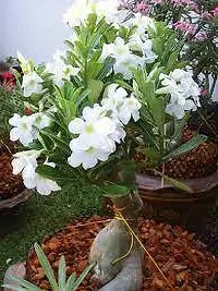 Adenium(Model name-White Adenium) plant-thumb1