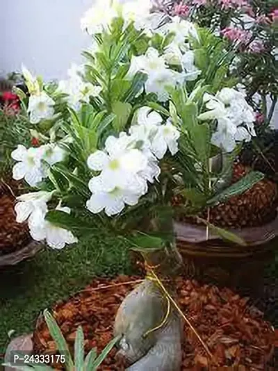 Adenium(Model name-White Adenium) plant-thumb2