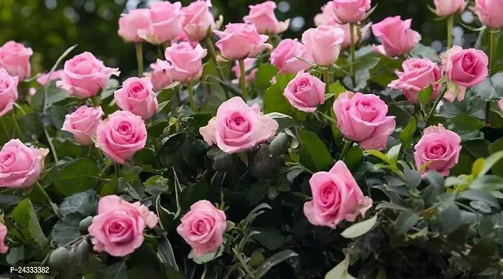 Pink Rose Plant AG001