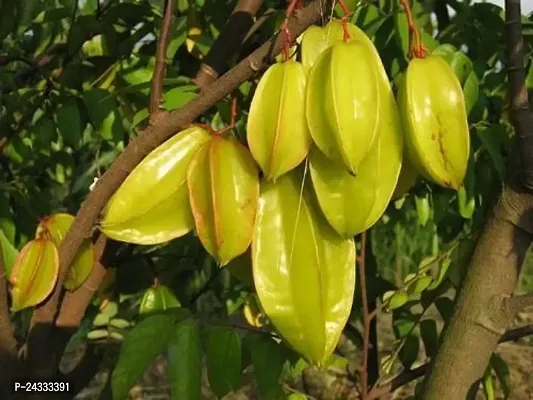 Carambola Grafted Plant-thumb0