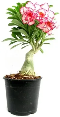 Adenium Obesum plant-thumb3