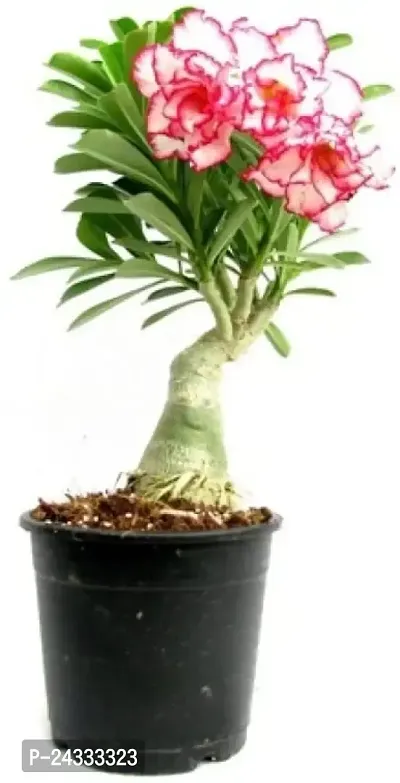 Adenium Obesum plant-thumb4