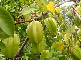 Carambola Grafted Plant-thumb1