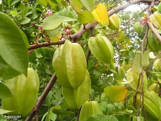 Carambola Grafted Plant-thumb2