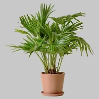 Alogardening Table Plam, Umbrella Palm,chinese Palm,Indoor Plant-thumb1