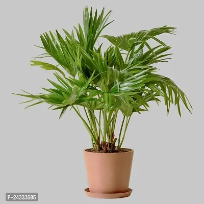 Alogardening Table Plam, Umbrella Palm,chinese Palm,Indoor Plant-thumb2