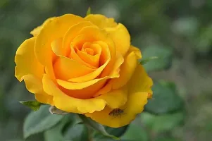 Yellow Rose Plant AG004-thumb1