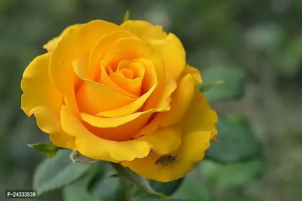 Yellow Rose Plant AG004-thumb2