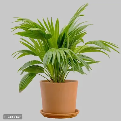 Alogardening Table Plam, Umbrella Palm,chinese Palm,Indoor Plant