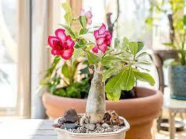 Adenium Obesum plant-thumb2