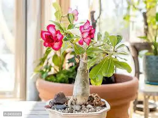 Adenium Obesum plant-thumb3